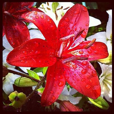Designs Similar to #red #white #lily #instagramhub