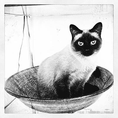 Designs Similar to Siamese In A Bowl