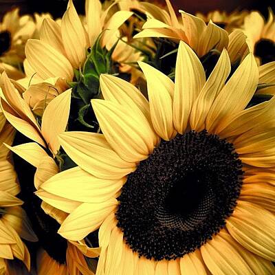 Designs Similar to Sunflowers - Fl by Joel Lopez
