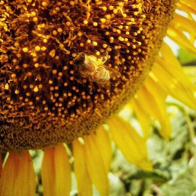 Designs Similar to #sunflowers #bee #instahub