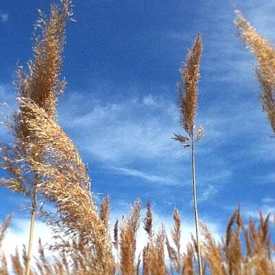Tall Grass Prairie Photos