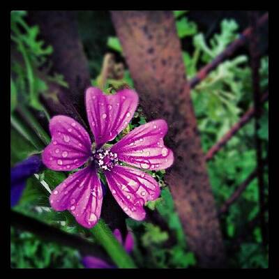 Common Mallow Photos