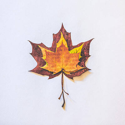 Designs Similar to Autumn Fire by Kate Morton
