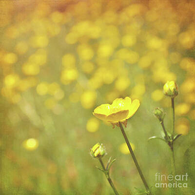 Designs Similar to Buttercups by Lyn Randle