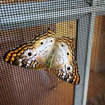 Designs Similar to Butterfly On Window Screen