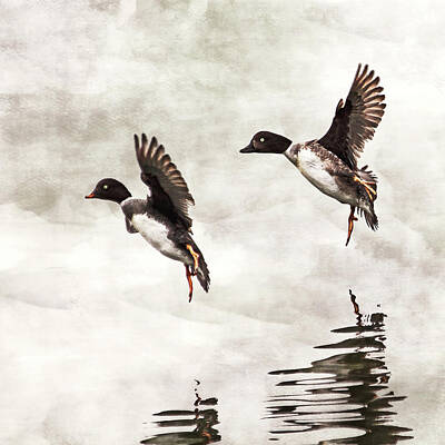 Two Ducks In Flight Photos Art Prints
