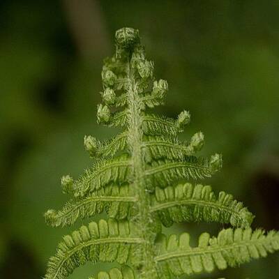 Designs Similar to Frond by Dave Edens