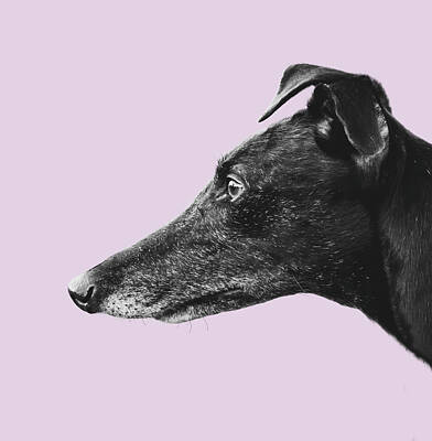 Designs Similar to Greyhound Profile Design