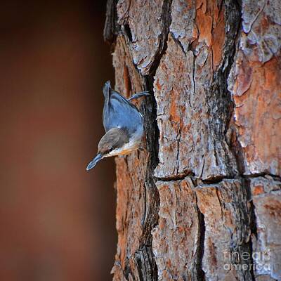 Designs Similar to Hoarding Nuthatch