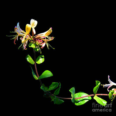 Designs Similar to Honeysuckle by Paul Davenport