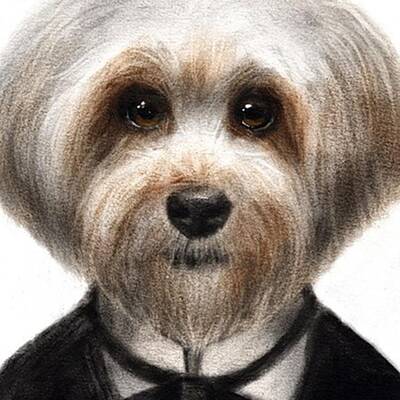 Havanese Art