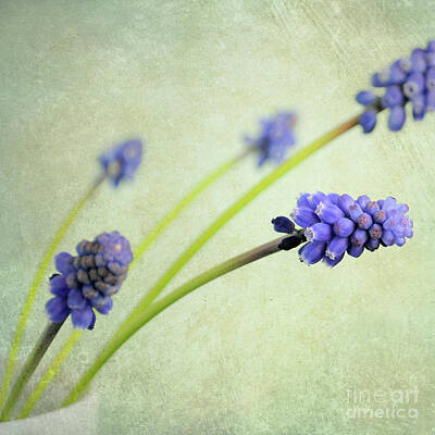 Designs Similar to Hyacinth Grape by Lyn Randle