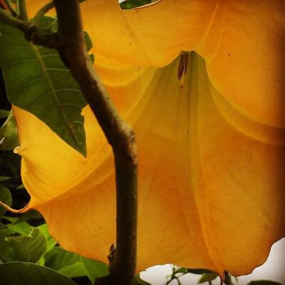 Designs Similar to Inside An Angel Trumpet