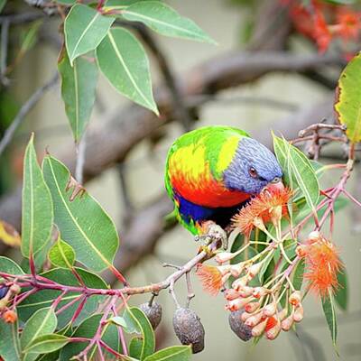 Lorikeet Photos