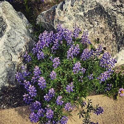 Designs Similar to Lupine Flowers On The Mountain