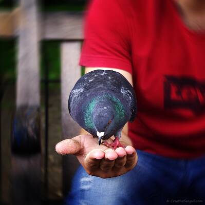  Photograph - Pigeon in a hand by Neringa Barmute