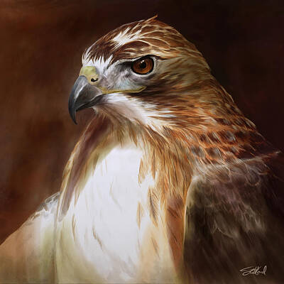Hawks Paintings