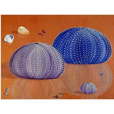 Sea Shells Art Prints