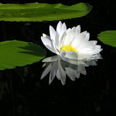 White Water Lilies Photos Original Artwork