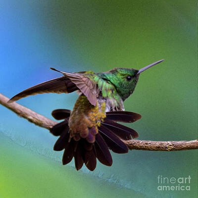 Hummingbird Exercises Art