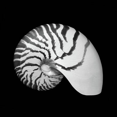 Chambered Nautilus Art