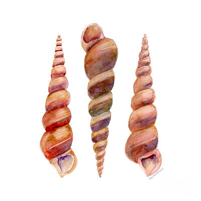 Cone Shell Art