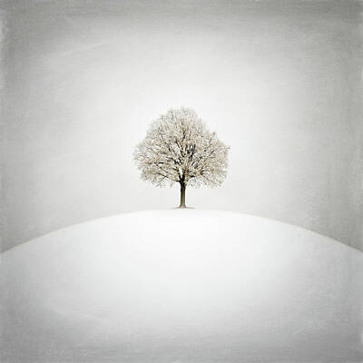 Snow Tree Art Prints