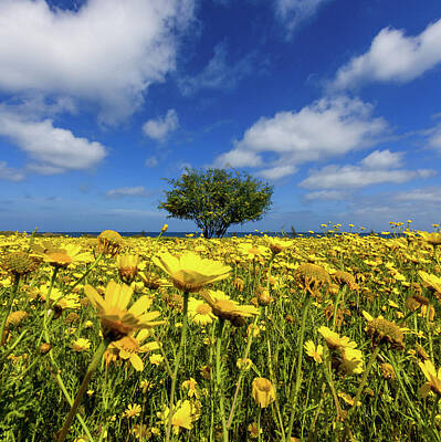 Designs Similar to  Yellow Daisies