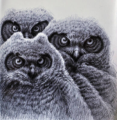 Original Owl Drawings