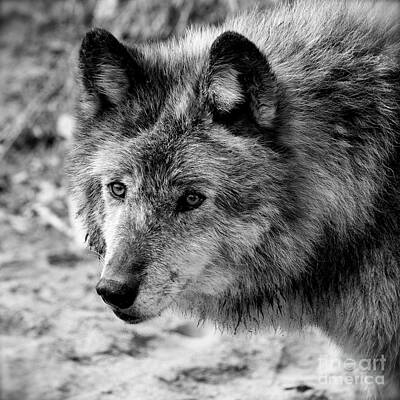  Photograph - Wolf by Cheryl Hurtak