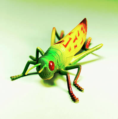 Grasshopper Drawings