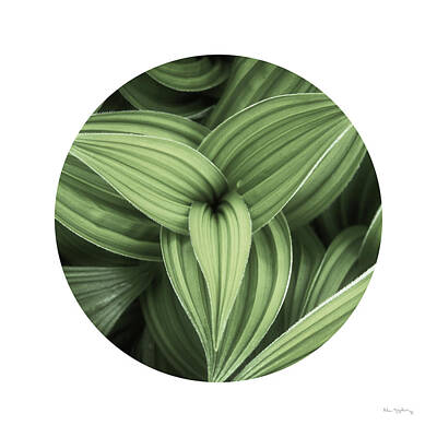 Corn Lily Art Prints