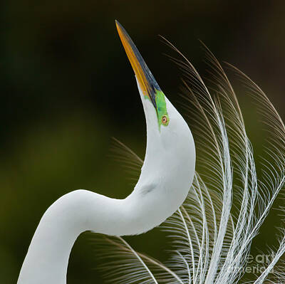 Egrets Photos