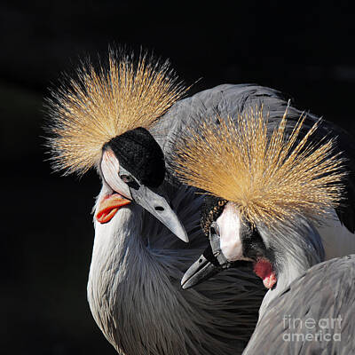 Designs Similar to Duo Of Crowned Cranes On A Dark