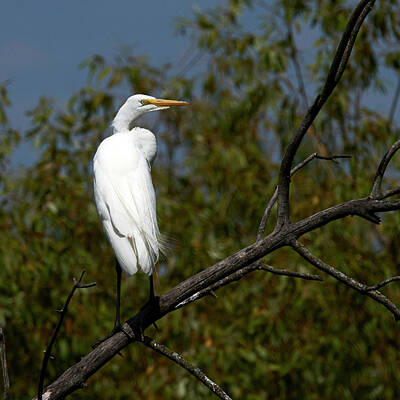 Designs Similar to Egret Perched by Paul Freidlund