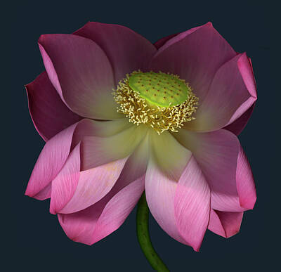 Designs Similar to Lotus Blossom  Nelumbo Nucifera