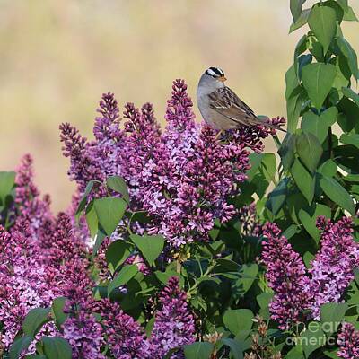 Designs Similar to Sparrow in the Lilacs