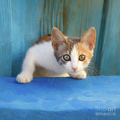  Photograph - Curious Calico Kitten by Katho Menden