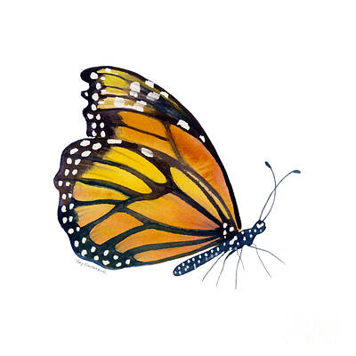 Watercolor Butterflies Wall Art