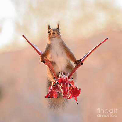  Photograph - Red Squirrel, squirrel, Sciurus vulgaris, Eurasian red squirrel, #132 by Geert Weggen