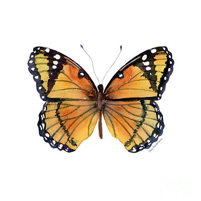 Viceroy Butterfly Paintings