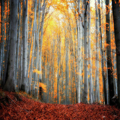  Photograph - An Autumn in the Forest by Philippe Sainte-Laudy
