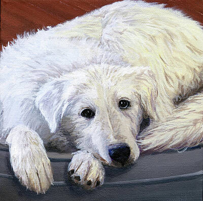 Newfoundland Dog Paintings Original Artwork