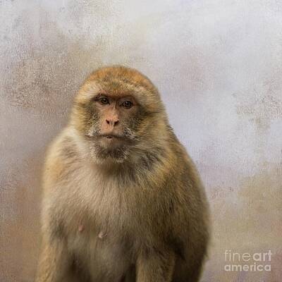 Macaque Art