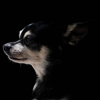  Photograph - Dog in Profile #2 by Christine Buckley