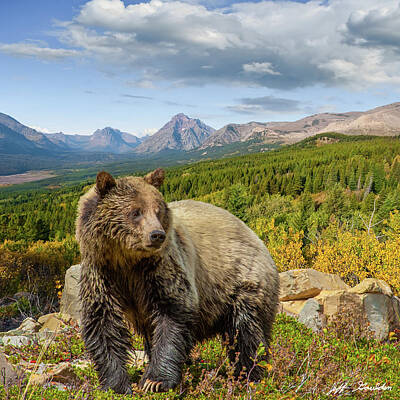  Photograph - Grizzly Bear in Glacier National Park by Jeff Goulden