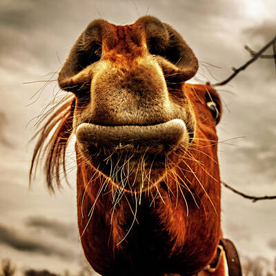  Photograph - Horse Head Mr. Ed by Louis Dallara