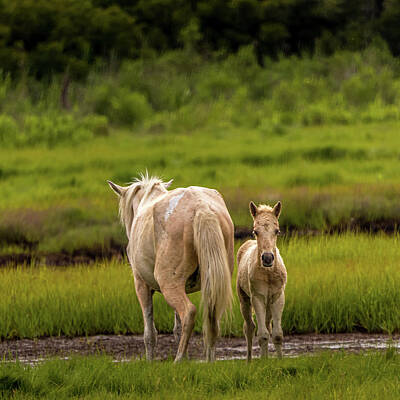  Photograph - Mare and Foal by Scott Thomas Images