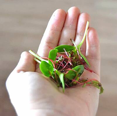 Designs Similar to Micro greens for you