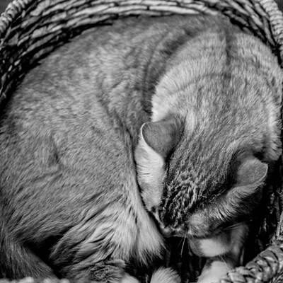  Photograph - Nap Time by Christine Buckley
